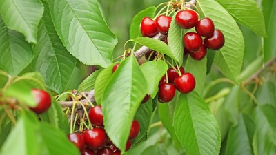 Cires- plantare-ingrijire-curiozitati