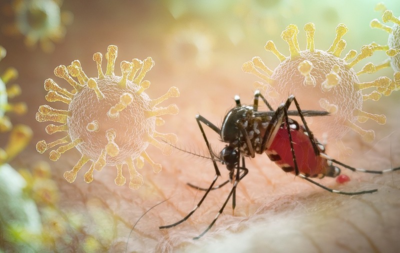 Primul caz de virus Chikungunya confirmat în România. Ce este Chikungunya și cum se transmite