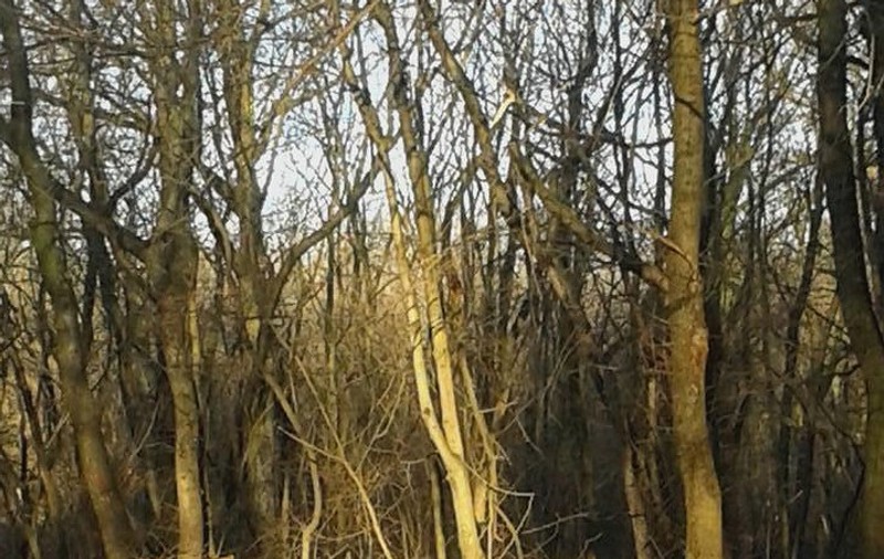 FOTO Sute de ulmi din Pădurea Crâng, unde se află cel mai mare parc din Buzău, au fost tăiați. Cauza, o ciupercă asiatică