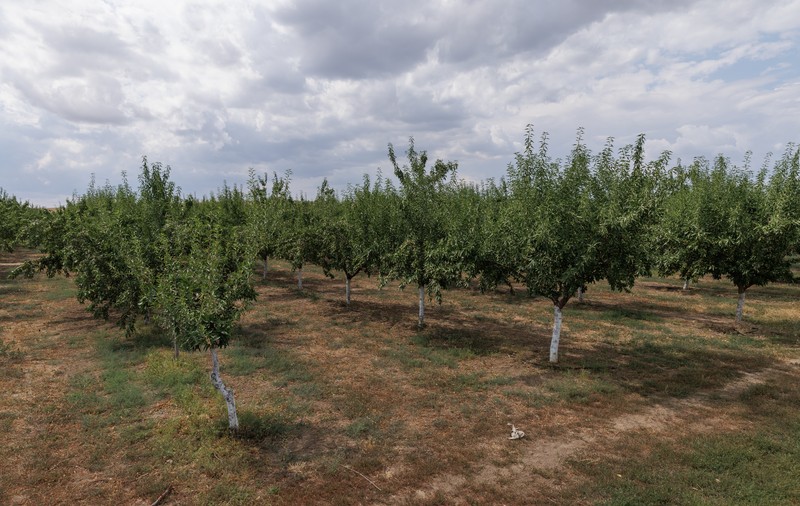 REPORTAJ Familia Bălașa din Jurilovca, Tulcea, a înființat o afacere cu migdale din fonduri europene: „Am pus cele mai gustoase soiuri! Dar fără procesare ieșim în pierdere” 