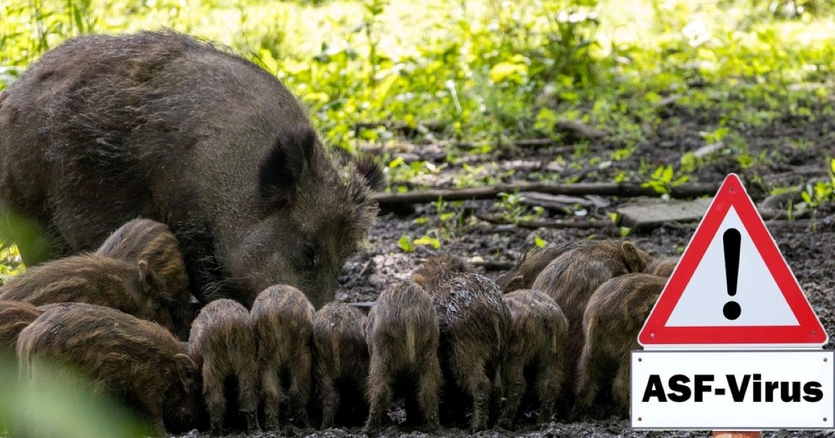 Pesta porcină - apariţie, transmitere, prevenţie tratatment. Ce este pesta porcină africană - Foto Shutterstock