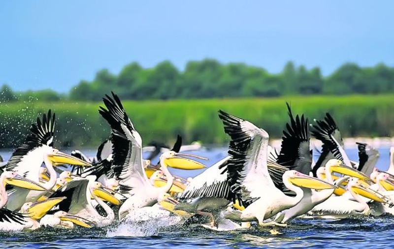 Şacalii atacă pelicanii din Delta Dunării! FOTO