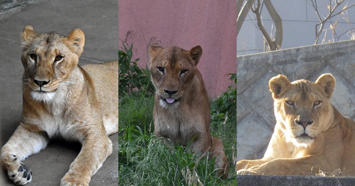 Colaj: trei leoiace carfe au murit în august la zoo Japonia