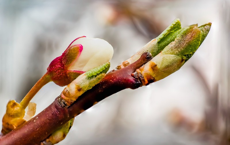 Ce semnifică expresia „toamna se numără bobocii” 