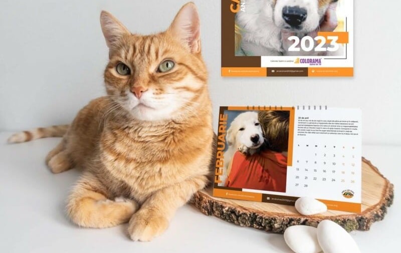 La 20 de ani de la înființare, un ONG clujean pentru ANIMALE lansează CALENDARE aniversare și un anunț de ANGAJARE. Ce caută
