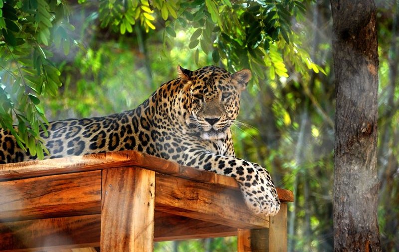 Trei persoane au fost rănite în India după ce s-au trezit cu leopardul în casă