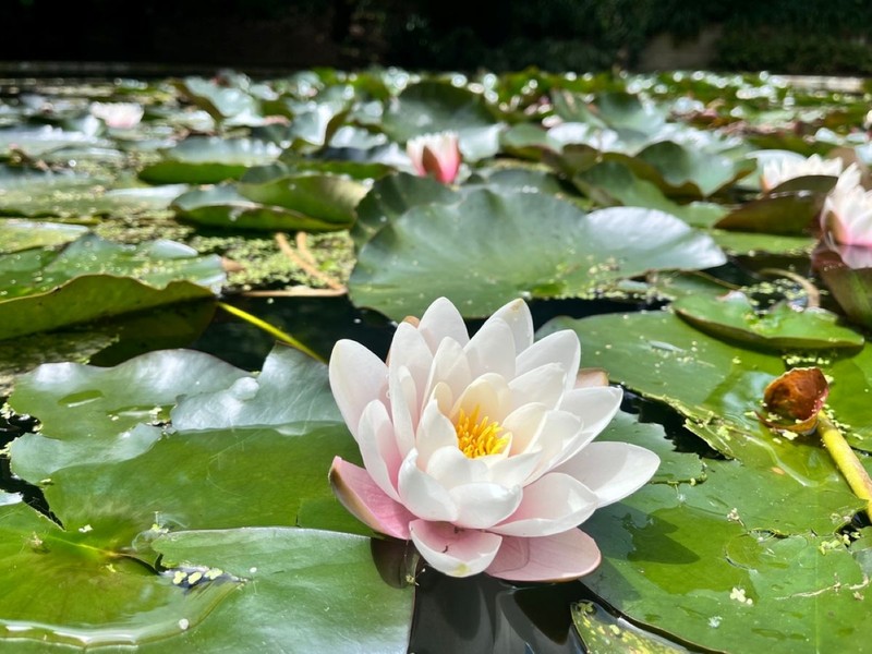 Arhiva foto
