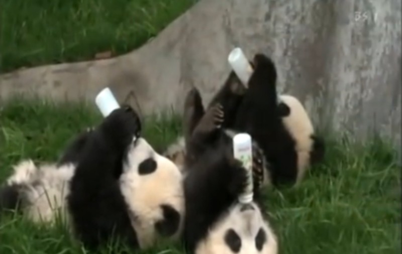URSULEŢII PANDA BEAU LĂPTIC CU BIBERONUL! Uite cele mai haioase imagini de pe internet | VIDEO