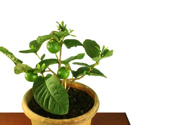 Guava in ghiveci