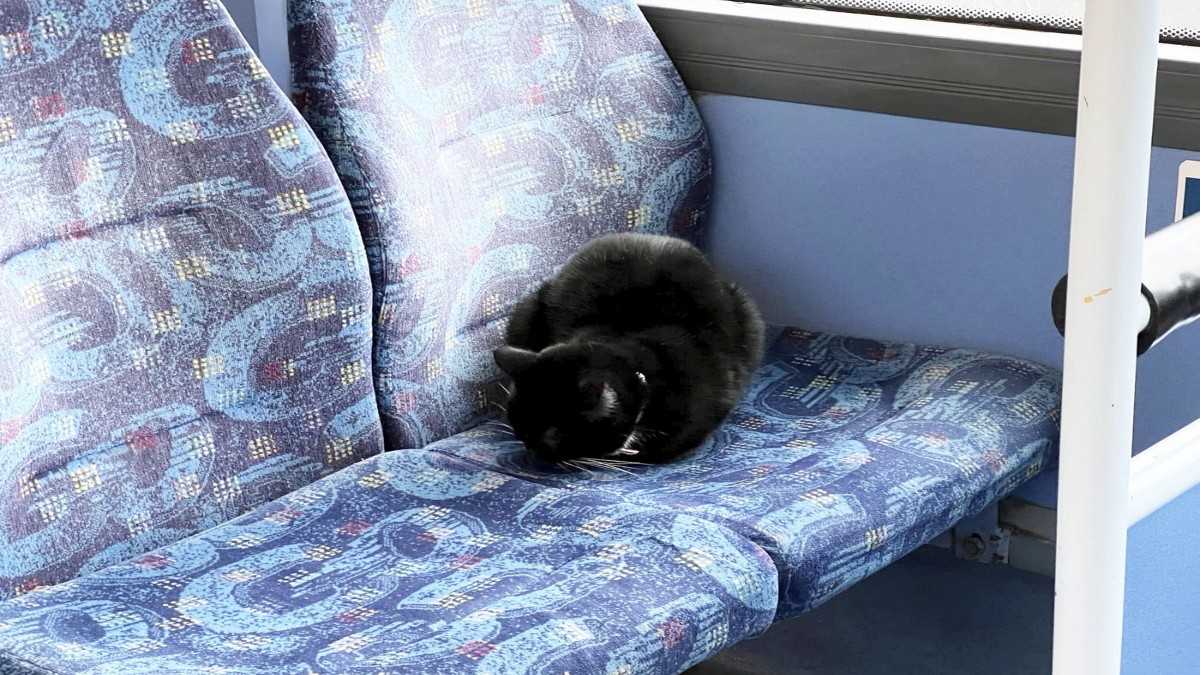 pisica in tren