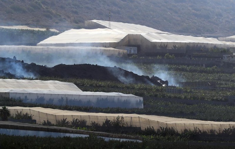 Plantațiile de banane, distruse de erupția vulcanului din Canare. „Situația e catastrofală”