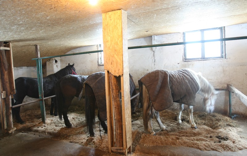 Cai de rasă în valoare de 30.000 de euro, furați de la o fermă din Bihor | Polițiștii i-au recuperat din Slatina!