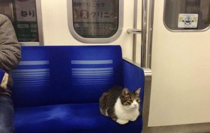 Să vezi și să nu crezi! O pisică din Tokyo călătorește regulat cu metroul de una singură