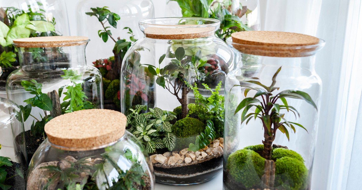Ce plante poți crește în sticle și terarii - Imagine cu mai multe borcane de dimensiuni mari, în care se află diverse plante.