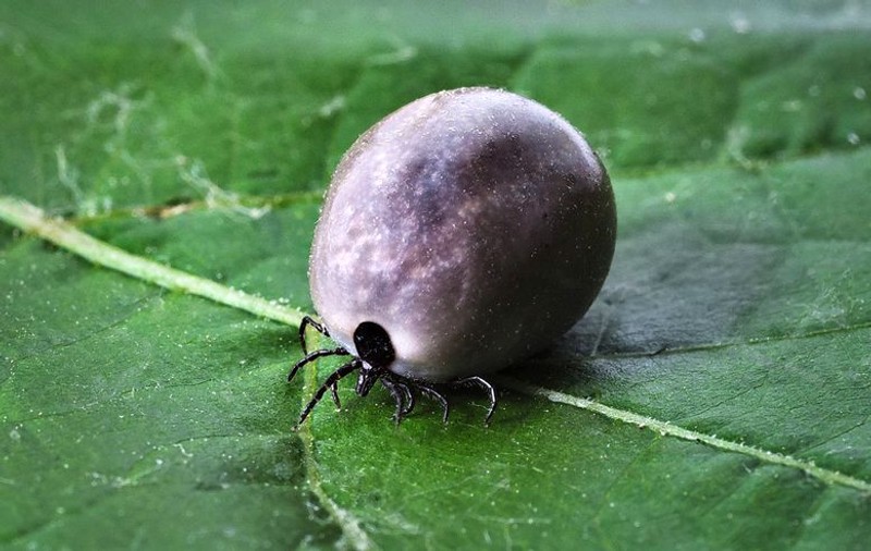 Primul caz de boală Lyme în Timiș, din cauza unei căpușe. 141 de oameni din județ au mers la spital mușcați de căpușe, într-o singură lună