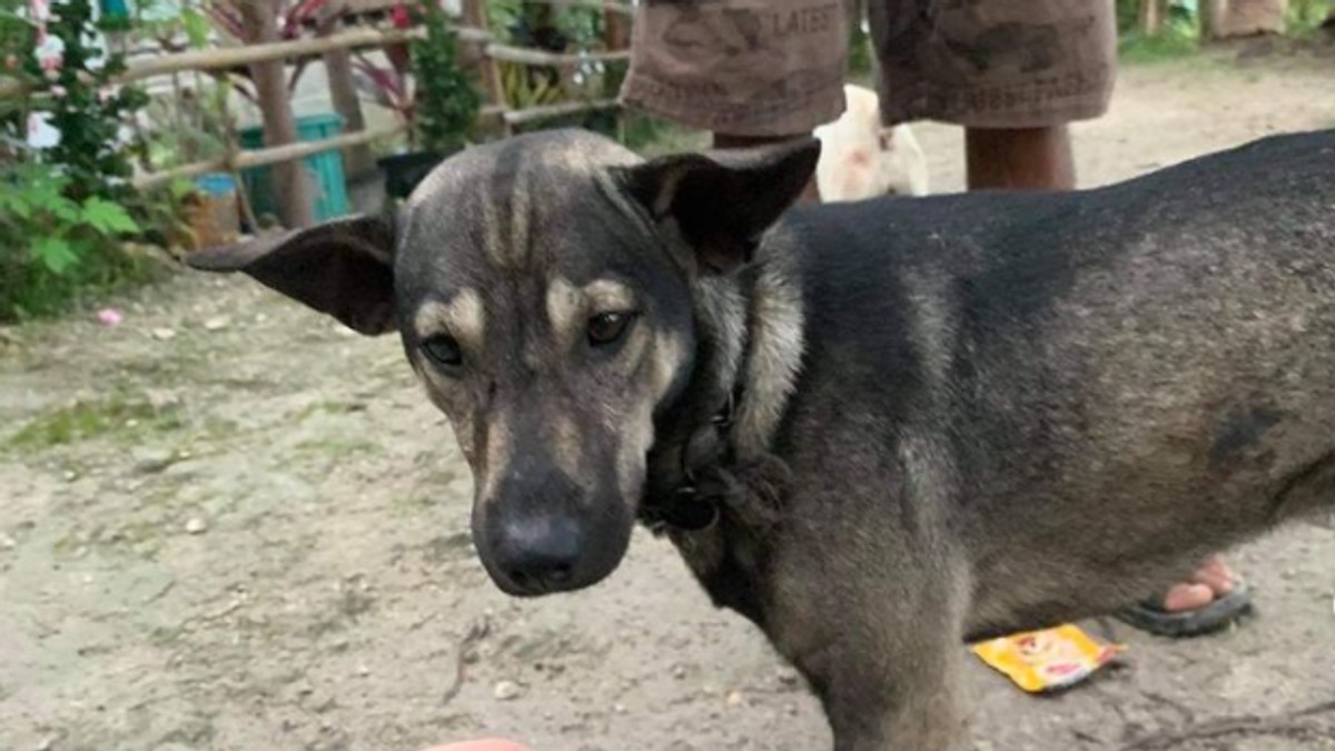 Un cățel a salvat un bebeluș abandonat într-un depozit de deșeuri din Filipine. Ce a făcut patrupedul