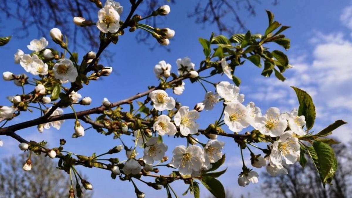 Arhiva foto