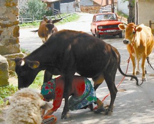 Arhiva foto
