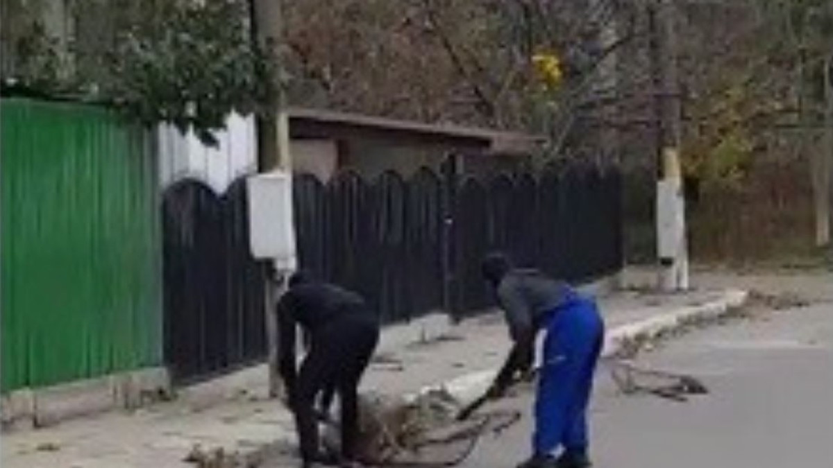 Câini loviți de hingheri în Eforie Nord, sub ochii polițiștilor