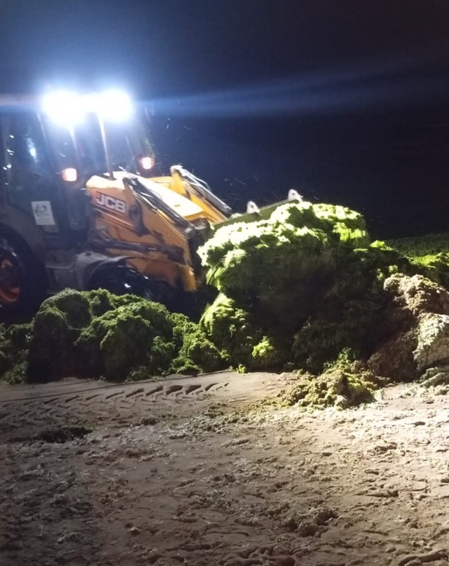 Litoralul românesc, invadat de alge. De vină e canicula, spun Apele Române. Imagini cu „munții verzi” de pe plaje
