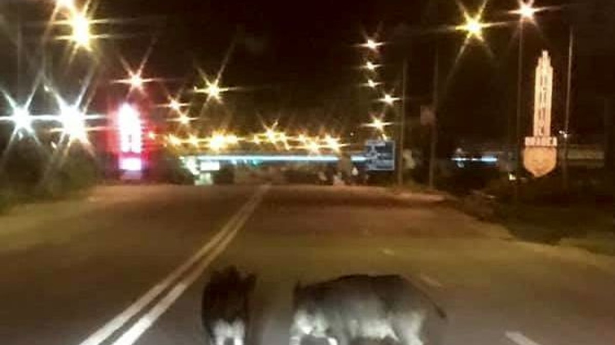 Doi porci mistreți în mijlocul străzii, la Oradea. Un șofer a oprit și le-a făcut o poză