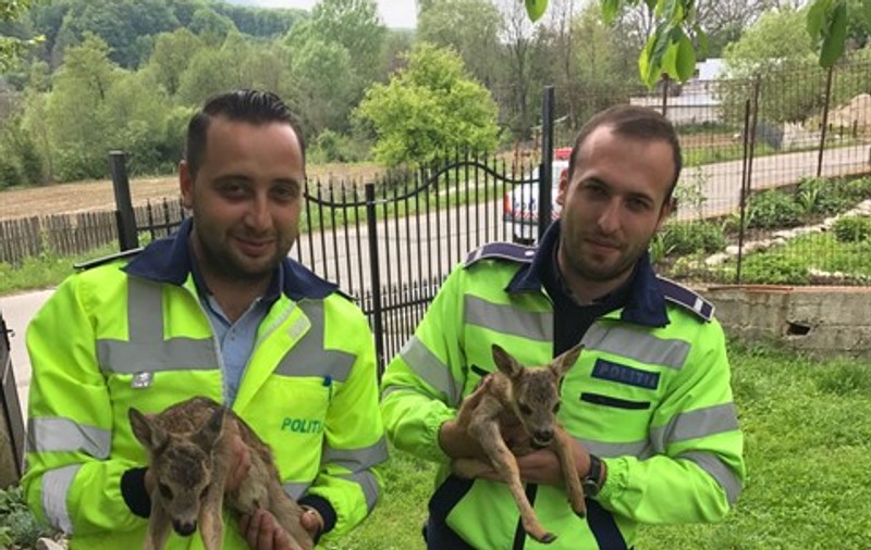 Doi pui de căprioară, salvați de polițiști în județul Vâlcea. Se rătăciseră de mama lor