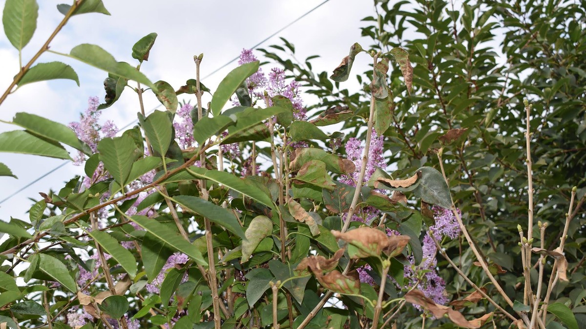 Liliac inflorit toamna