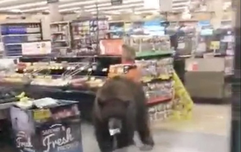 VIDEO | Urs surprins “la cumpărături” într-un supermarket din California