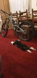 Două dintre cele mai importante lucruri din viața lui actuală - Bella și bicicleta