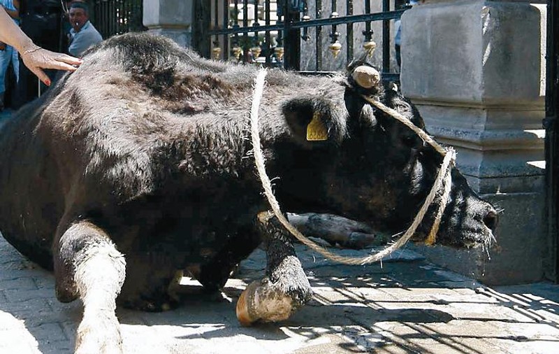 Amendat cu 500 de lei pentru că a chinuit vaca