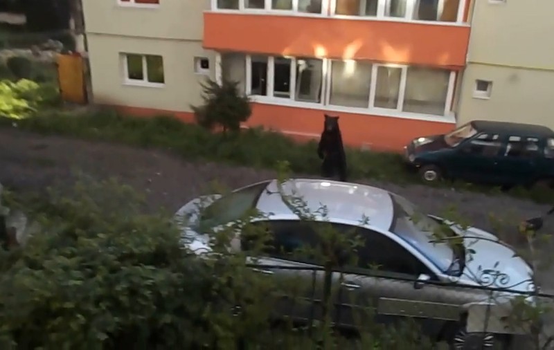 Panică în Bușteni! Un urs înfometat «a luat masa» la tomberonul dintre blocuri