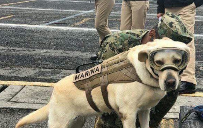 Frida, labradorul retriever devenit erou național în Mexic. E un simbol al speranței, după cutremurele din ultima perioadă
