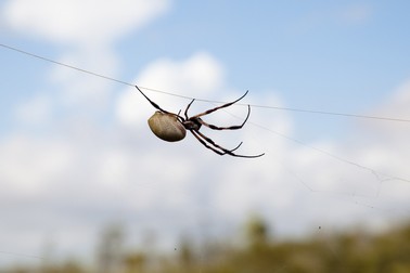Nephila edulis - cei mai mari păianjeni de pe glob