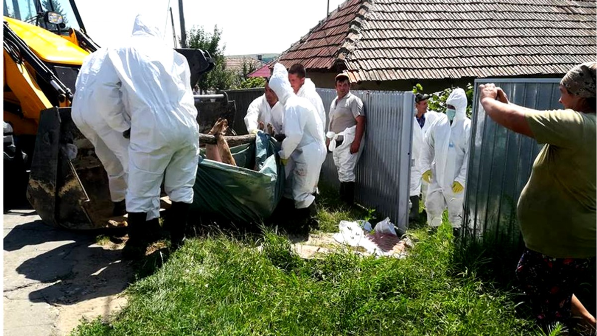 Crescătoria Romsoci, deținută de familia omului de afaceri Gheorghe Caruz la Tichilești, are cazuri confirmate de pestă porcină, susțin atât surse din ANSVSA, cât și medici veterinari din Brăila. Astăzi, la Romsoci începe omorârea celor 47.000 de suine!