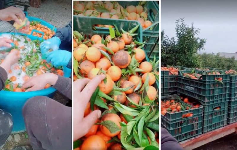 Români plătiți să spele mandarine cu detergent de vase, în Italia. „Ia uitați, frații mei, ce cumpărăm din piață”