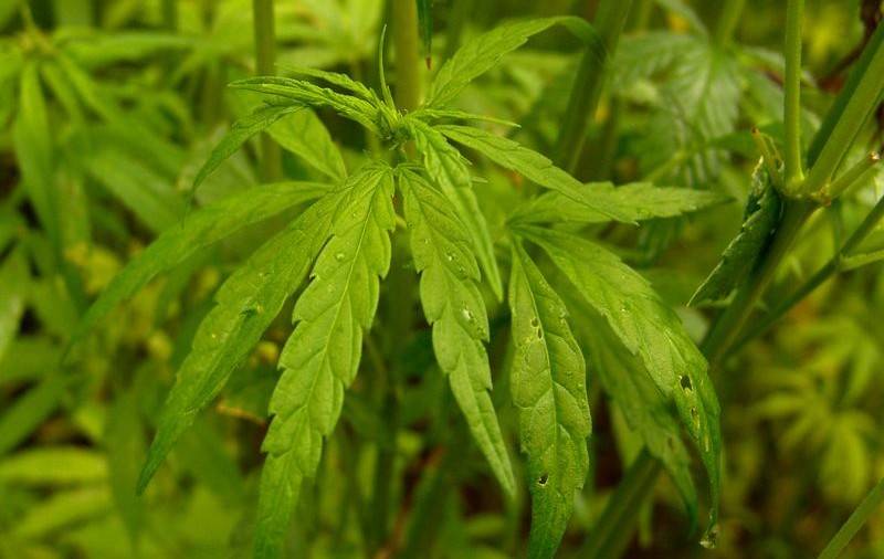 Două tone de cannabis, descoperite de procurorii DIICOT într-un sat din Mehedinţi 
