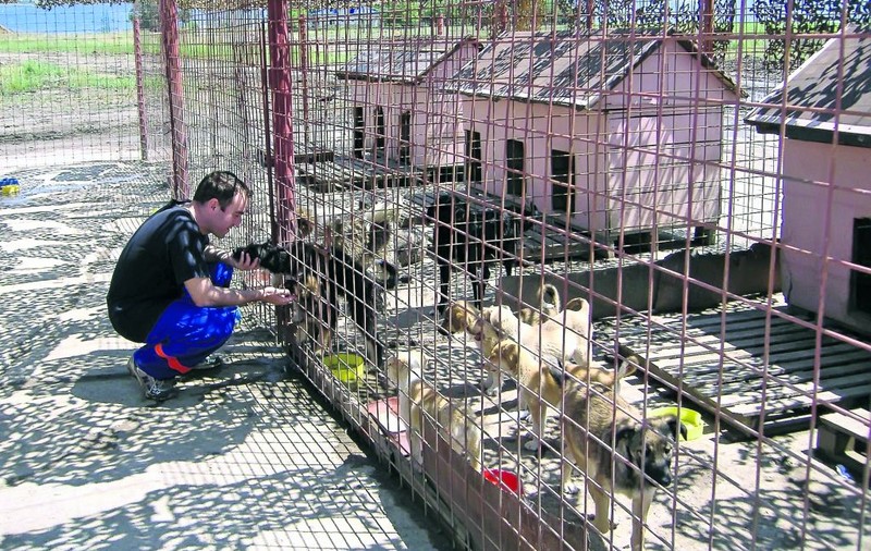 Uite că se poate! Au strâns 3.433 de câini şi NU îi OMOARĂ