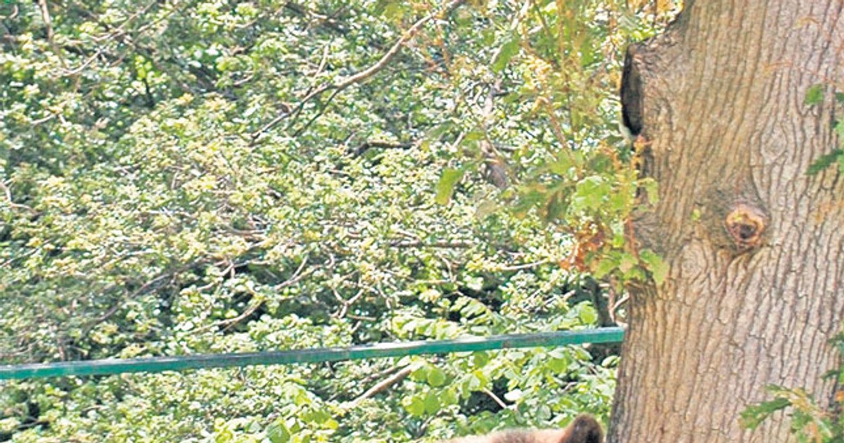 Arhiva foto