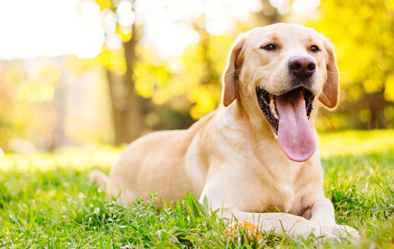 Labrador - ce temperament are câinele care iubește înotul