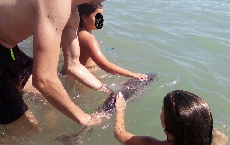 Un pui de delfin a murit pe o plajă, în timp ce turiștii își făceau selfie-uri cu el