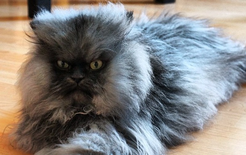 Colonelul Miau A INTRAT ÎN CARTEA RECORDURILOR! Este motanul CU CEA MAI LUNGĂ BLANĂ | FOTO