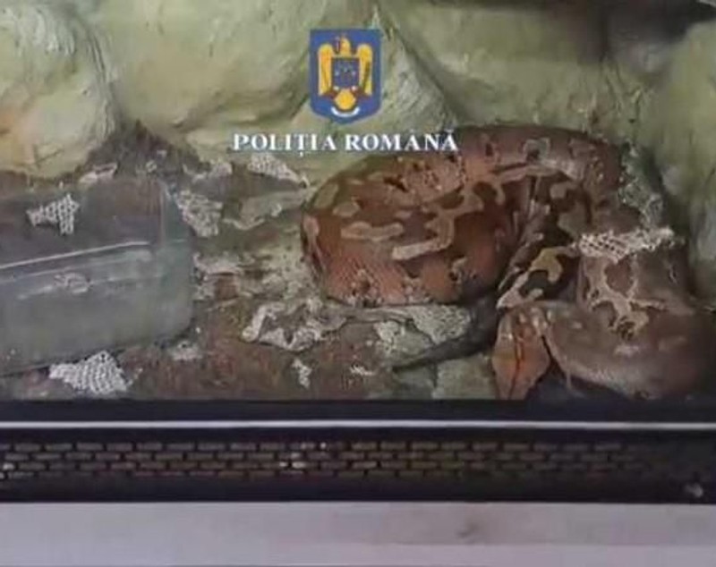 Șerpi, tarantule și scorpioni, într-un apartament din Ploiești: peste 150 de animale au fost găsite în casa unui tânăr. Ce le-a motivat polițiștilor