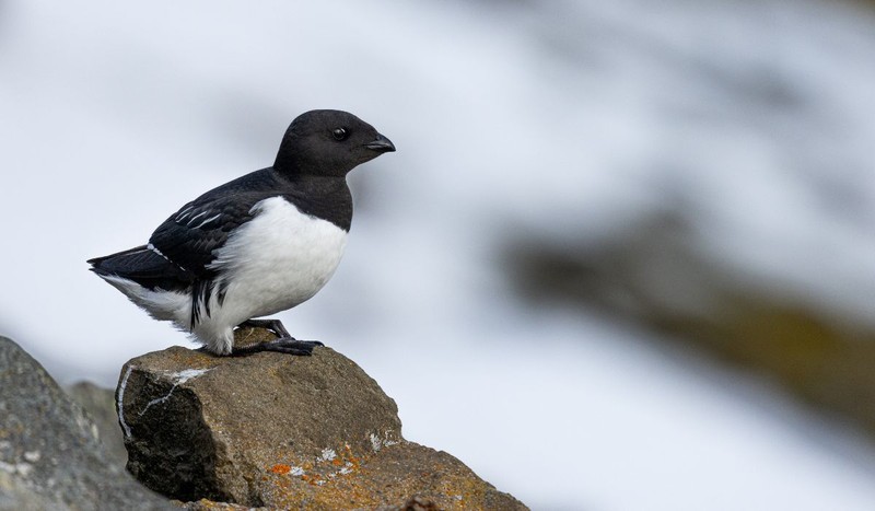 Micul auk, specie de pasăre alb-negru care trăiește în Groenlanda. Foto: Shutterstock