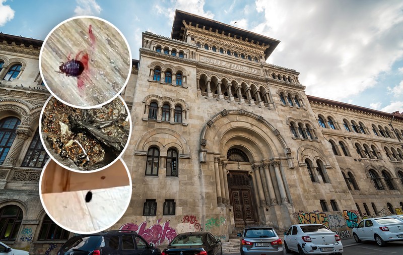 Universitatea de Arhitectură „Ion Mincu”, invadată de ploșnițe și șobolani. Mulți studenți refuză să mai participe la cursuri