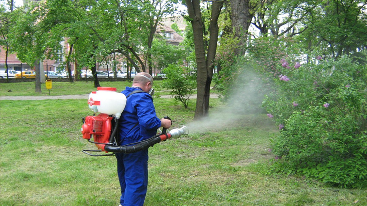 Timișoara, orașul în care nu s-a mai făcut dezinsecție cum trebuie de 4 ani. Mămicile fac petiții către primărie