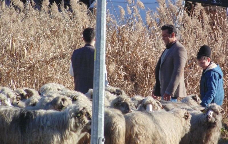 IMAGINI CUM NU AI MAI VĂZUT! O SĂ RÂZI CU LACRIMI! SALMAN KHAN VS. OILE DE LA SIBIU! | FOTO/VIDEO