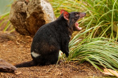 Animale marsupiale- diavolul tasmanian