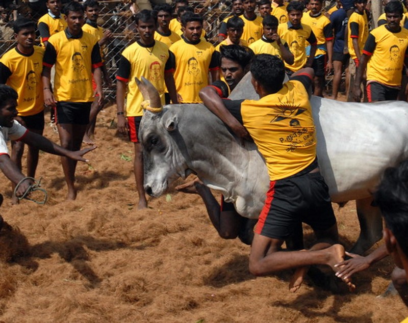 Un mort și zeci de răniți în prima zi a unui festival rodeo în India. Taurii sunt îmbătați înainte de a fi eliberați