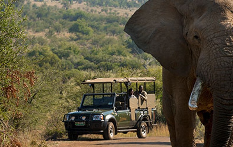 Un turist spaniol a murit călcat în picioare de elefanți, într-o rezervație din Africa de Sud, după ce a coborât pentru „poza perfectă”