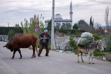 Kasim s-a întors de la câmp cu vaca și măgarul